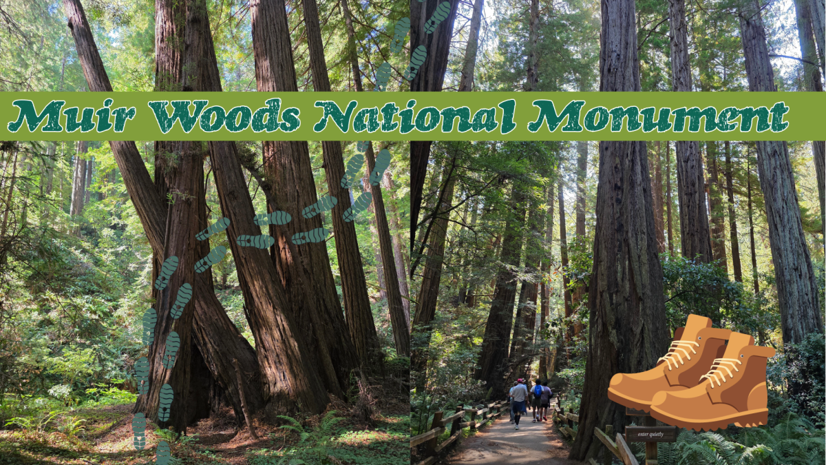 Muir Woods National&nbsp;Monument