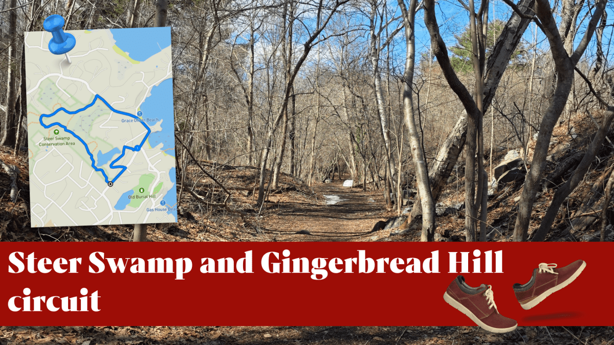 Steer Swamp and Gingerbread Hill circuit –&nbsp;Marblehead